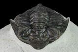Coltraneia Trilobite Fossil - Huge Faceted Eyes #165853-6